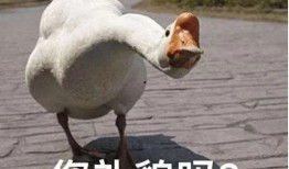 爆料大鹅解说是谁呀最新,爆料大鹅解说背后的神秘人物
