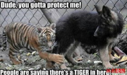 今日动物爆料新闻报道,揭秘野生动物的神秘生活