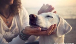 吃瓜网红事件狗子视频