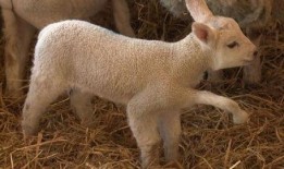 小羊返场爆料视频大全,精彩瞬间回顾