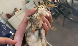 今日动物爆料新闻报道,揭秘野生动物的神秘生活