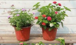 大头叔叔最新爆料视频,揭秘娱乐圈惊人内幕！