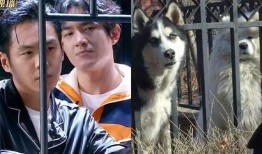 吃瓜娱乐林狗,吃瓜娱乐界的风云人物