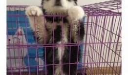 狼狗最新爆料网站大全图片,揭秘网络热点背后的真相