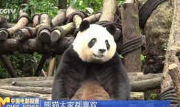 熊猫电影直播在线观看,在线观看精彩瞬间