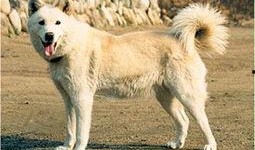 狼狗最新爆料网站大全图片,揭秘网络热点背后的真相