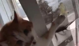 猫老板被爆料视频大全,揭秘幕后的真实故事