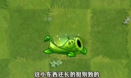 豌豆藤蔓爆料视频,揭秘幕后故事与精彩瞬间