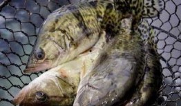 鳜鱼养殖爆料视频播放大全,揭秘热门爆料视频精华汇总