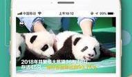 熊猫电影直播在线观看,在线观看精彩瞬间