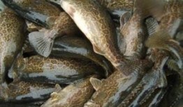 鳜鱼养殖爆料视频播放大全,揭秘热门爆料视频精华汇总