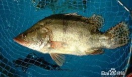 鳜鱼养殖爆料视频播放大全,揭秘热门爆料视频精华汇总