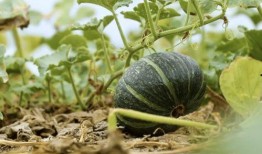 吃鸡网红被爆出过瓜,揭秘背后惊人真相