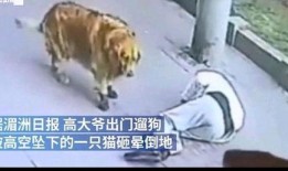 猫老板被爆料视频大全,揭秘幕后的真实故事