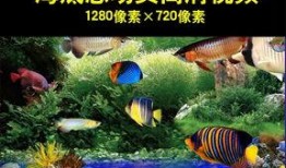 海洋生物爆料视频,海洋生物神秘爆料视频揭秘
