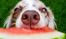 吃瓜网红事件狗子视频