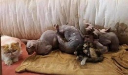 猫老板被爆料视频大全,揭秘幕后的真实故事