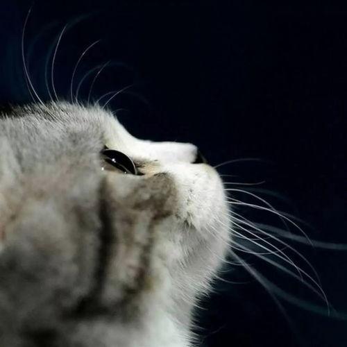 娱乐吃瓜酱猫条